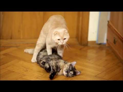 Cats mating. Cat 