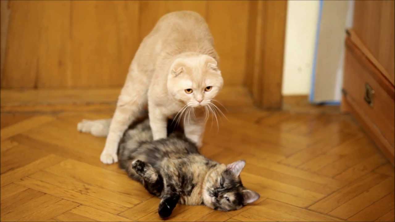 Cats Mating Cat Revives And Mates His Girlfriend Youtube