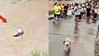Бездомная собака-мать смело прыгнула в воду, чтобы спасти своего щенка