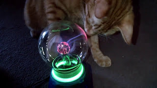 My cat sirius amazed by a plasma ball :P