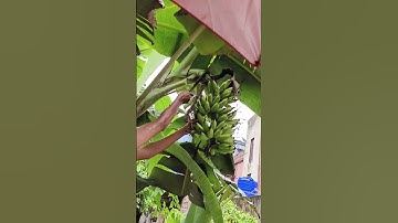 cutting banna #shorts #viralvideo