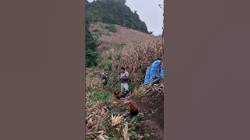 Hlau youtube đi nương bẻ ngô 🌽gà gáy cực phê.qaib qus mus ua teb lom zem heev