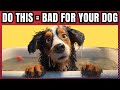 13 harmful things you do to your dog without realizing it