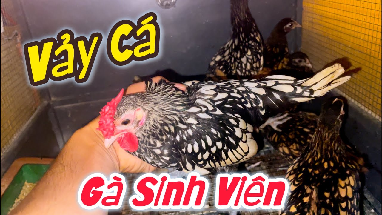 Gà Vảy Cá Hàng Sinh Viên
