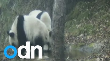 Back to the Wild: Two panda cubs get training ahead of release in China
