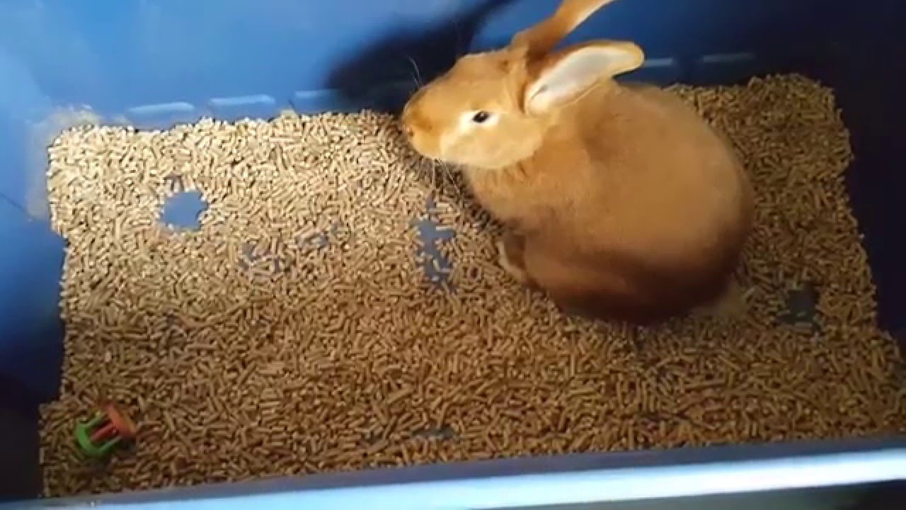 Laura Bunny Update and Rabbit Bedding - YouTube