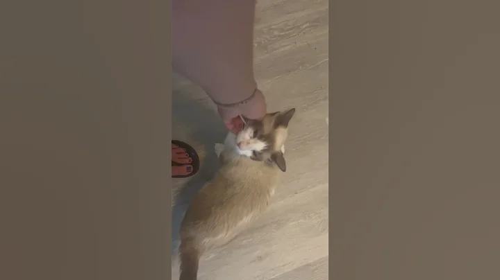 Video 4495301: siamese tabby kitten, tabby point siamese, siamese rescue kitten, flame point siamese kitten, tabby kittens adorable, rescue kitty, kittens litter