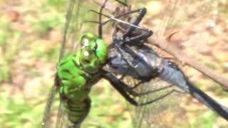 DRAGONFLY DECAPITATION