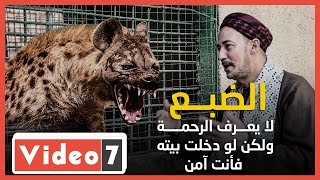 أشهر مربى 'ضباع' بمصر: حيوان رمة لكنه يعطيك الأمان فى داره..ومستحيل تعرف الذكر من الأنثى