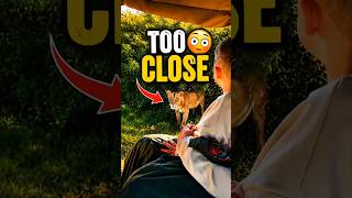 Why Didn't The Lion Attack? 🤔 #shorts