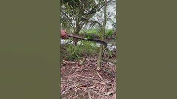 Tôi làm con dao quắm phát rẫy bằng thép chốt xích xe tăng chặt cây như chặt chuối vậy