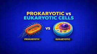 Prokaryotic and eukaryotic cells | Biology Explained