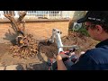 Digging up tree stumps with a Takeuchi 210R (1.1 Tonne Mini Excavator) [1]