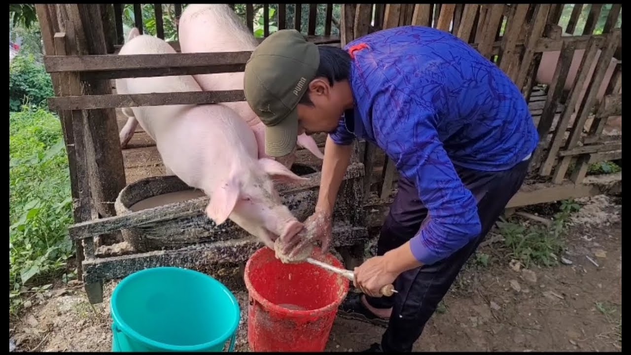 Tun tum chu ka ran vulh ho enkawl dan thlir ho ang aw.