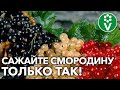 ВСЕ КУСТЫ СМОРОДИНЫ ХОРОШО ПРИЖИВУТСЯ ПРИ ПОСАДКЕ, ЕСЛИ ...