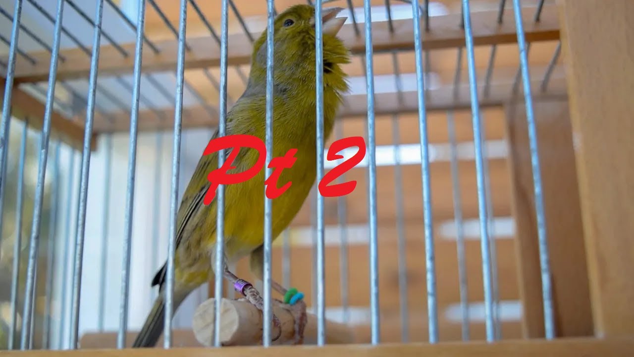 Canary Trying To Unlock His Full Singing Potential Part 2 - Canary ...