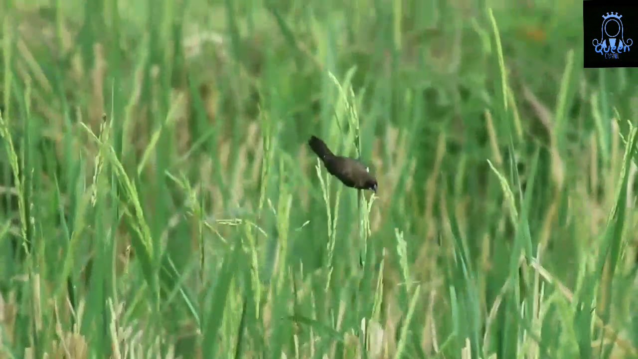 Hunting Burung Pipit atau Emprit 