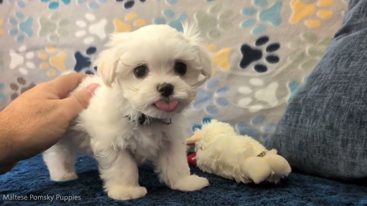 Maltese Puppy Angel Hair