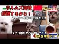 【米、イラン戦争の末路】ホルムズ海峡が封鎖されたら世界はどうなる？#猫マニ #猫ミーム
