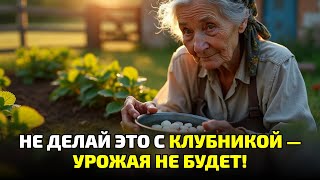 картинка: Клубника не плодоносит? Всего 5 гривен из аптеки спасут урожай до самых холодов!