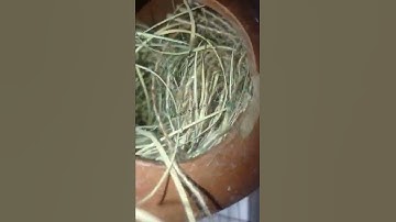 Java sparrow bird build their nest.