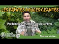 Faire des Patates douces géantes en permaculture