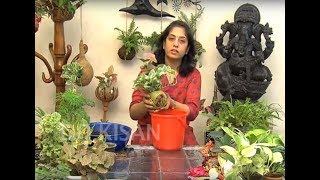 Chatt Par Baghwani - How to make Kokedama with Expert Smita Vats