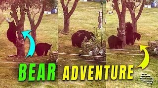 Bear Cubs' Adventure with a Crab Apple Tree