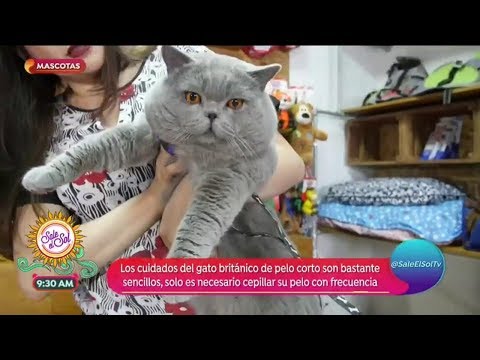 Vídeo: Como Comprar Um Gatinho Britânico