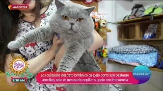 Todo lo que debes saber de los ¡gatos británicos! | Sale el Sol