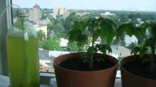 Cherry Tomatoes and Algae Timelapse
