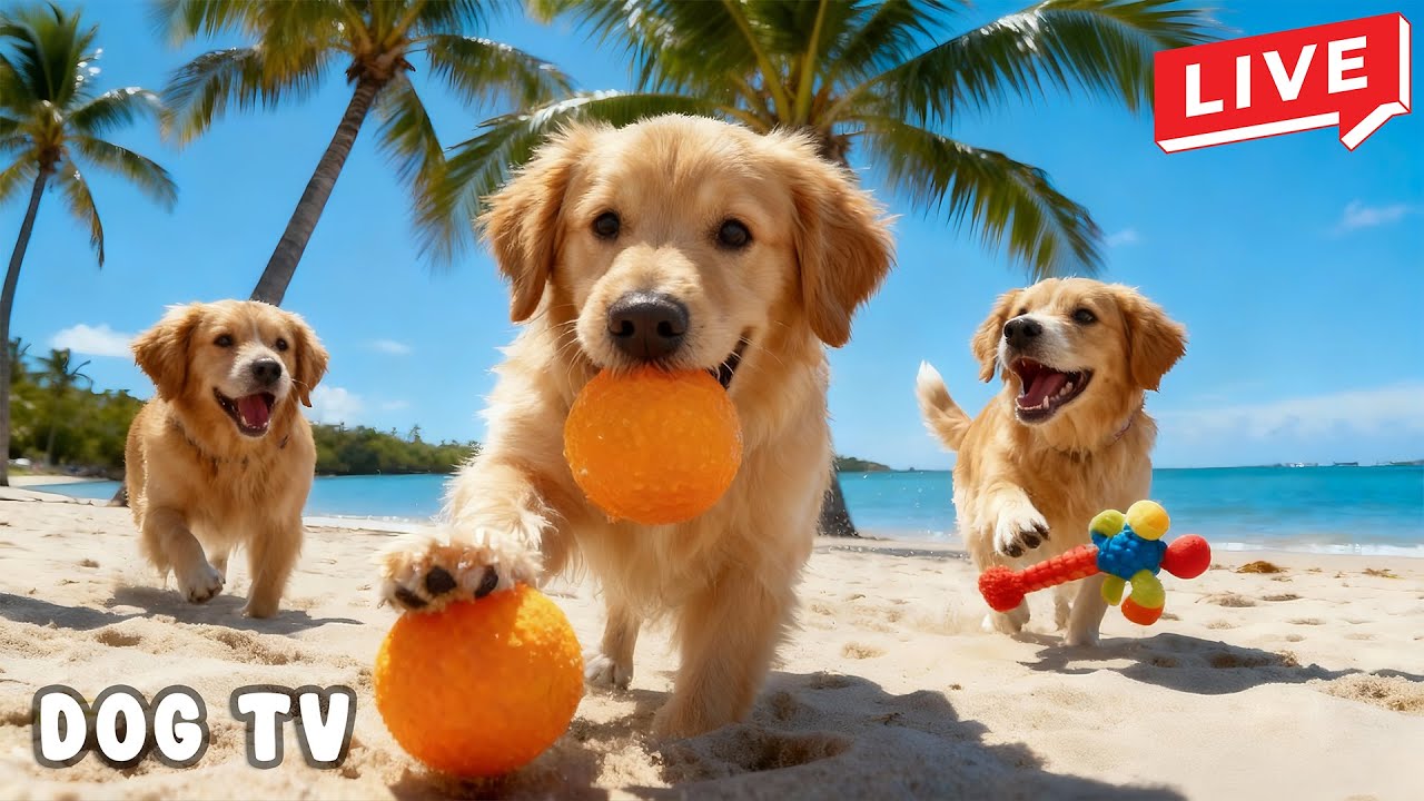 24 ЧАСА Музыки для собак 🐕🌿 Успокаивающая музыка для бегущих собак | Счастливое поведение 🐾💖