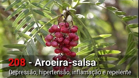 Como reconhecer um pé de aroeira?