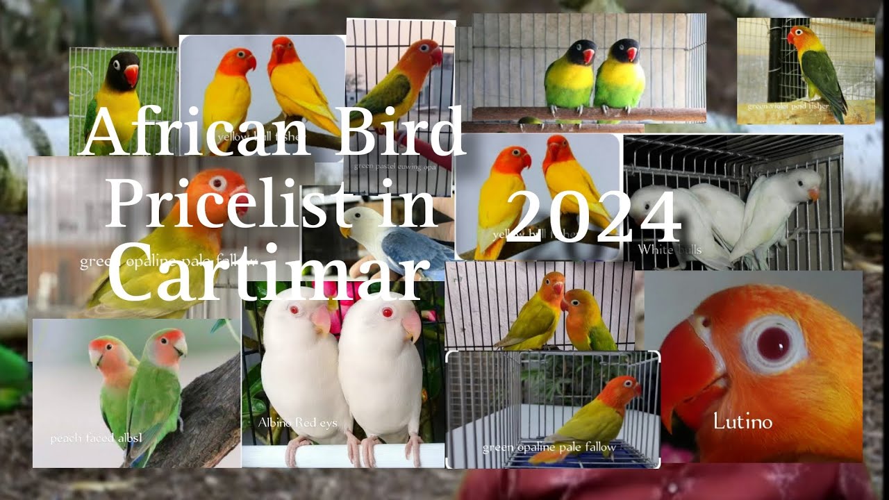 African Bird Pricelist Philippines 2024 update 