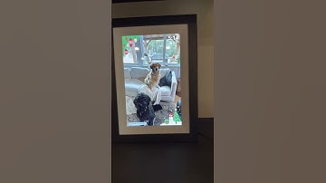 Get Your Photos Out of Your Phone & Into A Digital Frame! #frameo