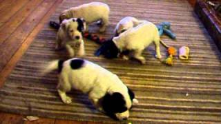 Xmas Day Cocker Puppies :o) - 6 weeks old