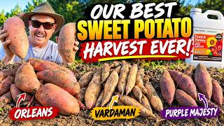 The Secret to Our BEST Sweet Potato Harvest Ever
