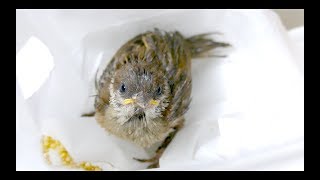 家の中に鳥の雛が迷い込んできた！！どうしたら良いんだろう＞＜