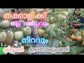 Tomato growing tips and tricks ! തക്കാളി തൈകൾ പറിച്ചു നടുന്ന രീതി ! തക്കാളി കൃഷി.