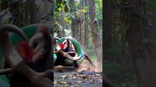 Celebrity Giant Python vs Wild Buffalo: Nature's Epic Showdown Wealth