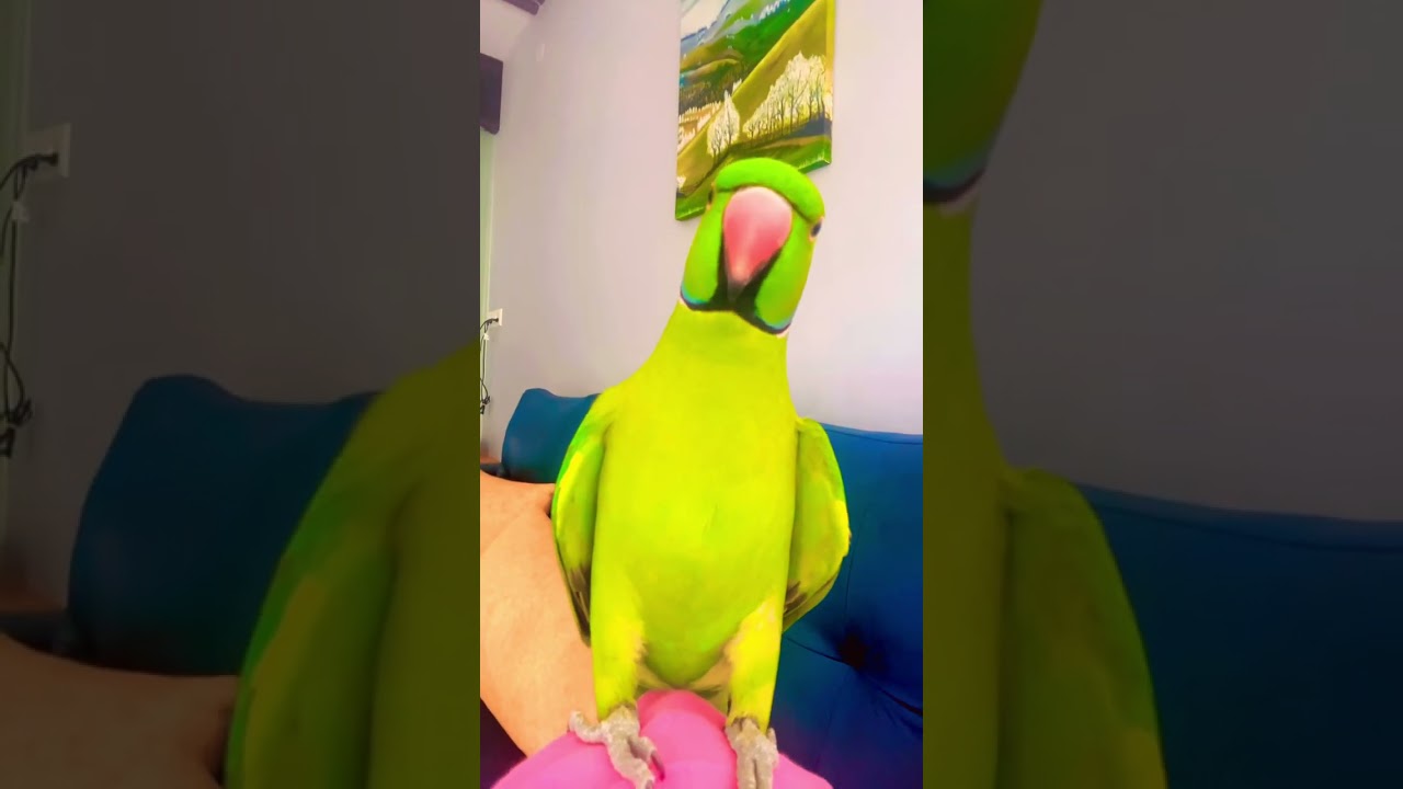 Parrot saying papa papa