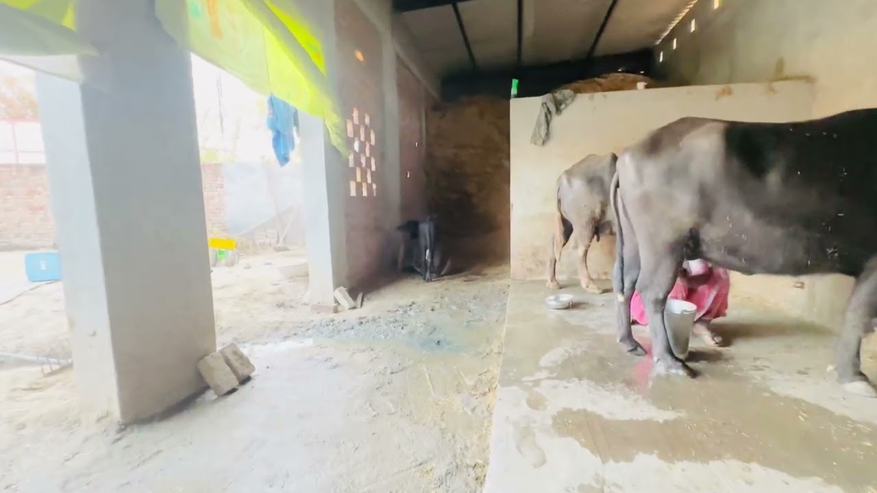 Welcome To My First Blog With New Cow & Buffalo Farm Matta ! Milking Time 