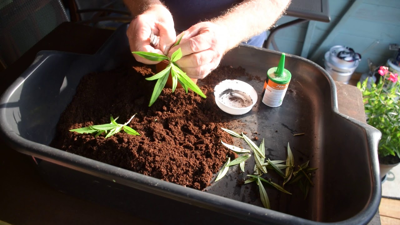 Mid Summer Penstemon cuttings softwood nodal YouTube