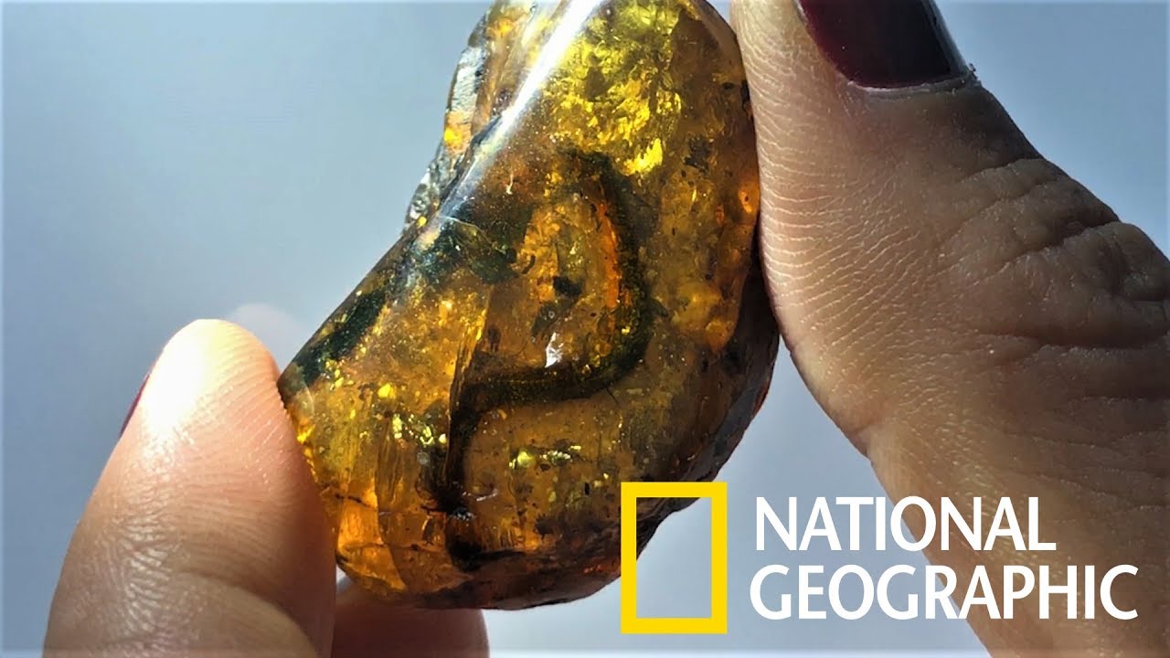 罕見！9900萬年琥珀中驚見幼蛇化石《國家地理》雜誌