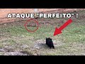 A estratégia felina 😅😼 #VLOG