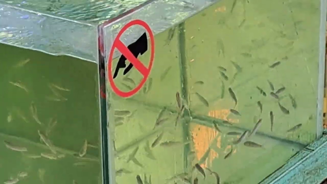 Piranha fish spa Tracy JP 2023