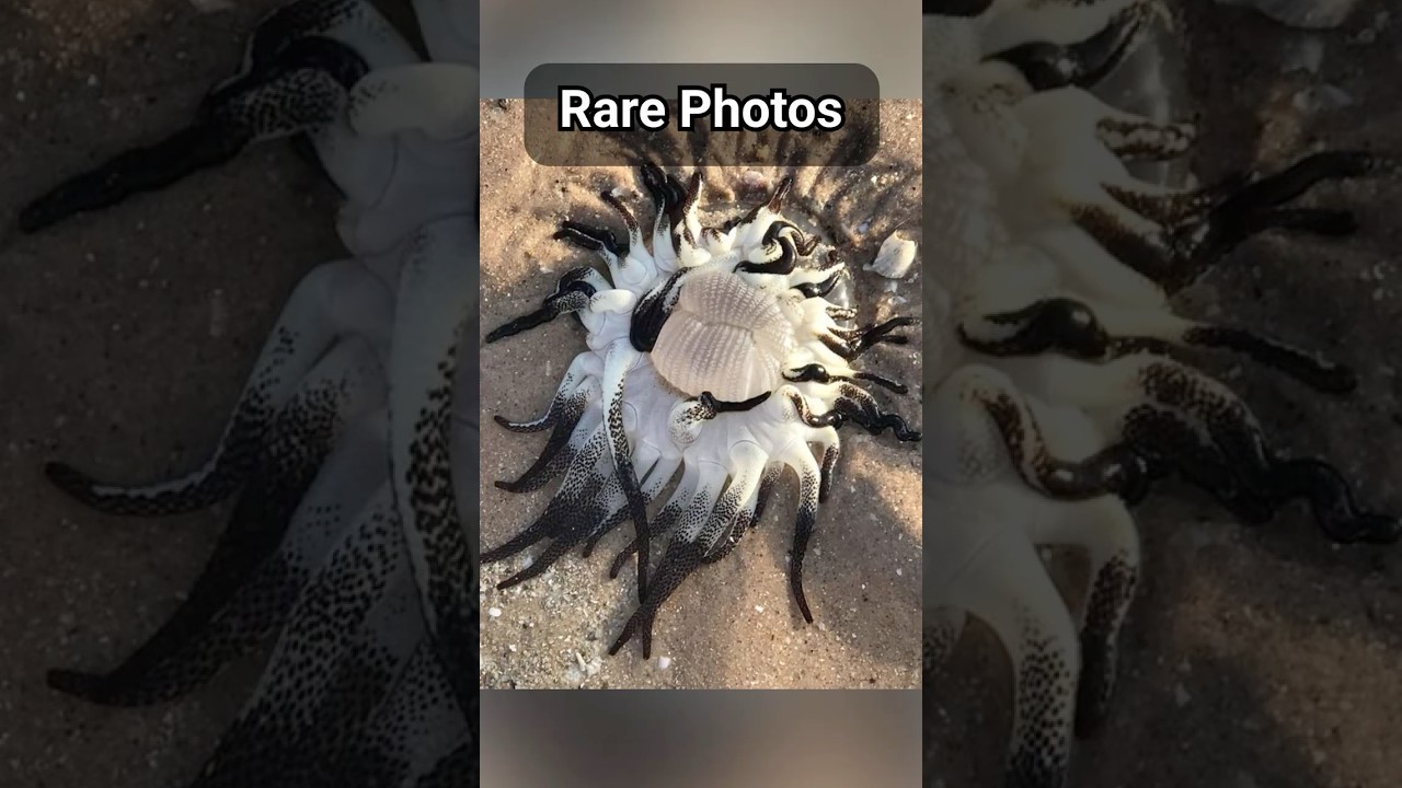 RARE Historical Photos That Will BLOW Your Mind!