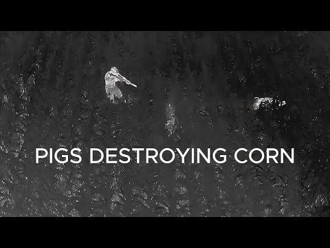 PIGS DESTROYING THE CORN