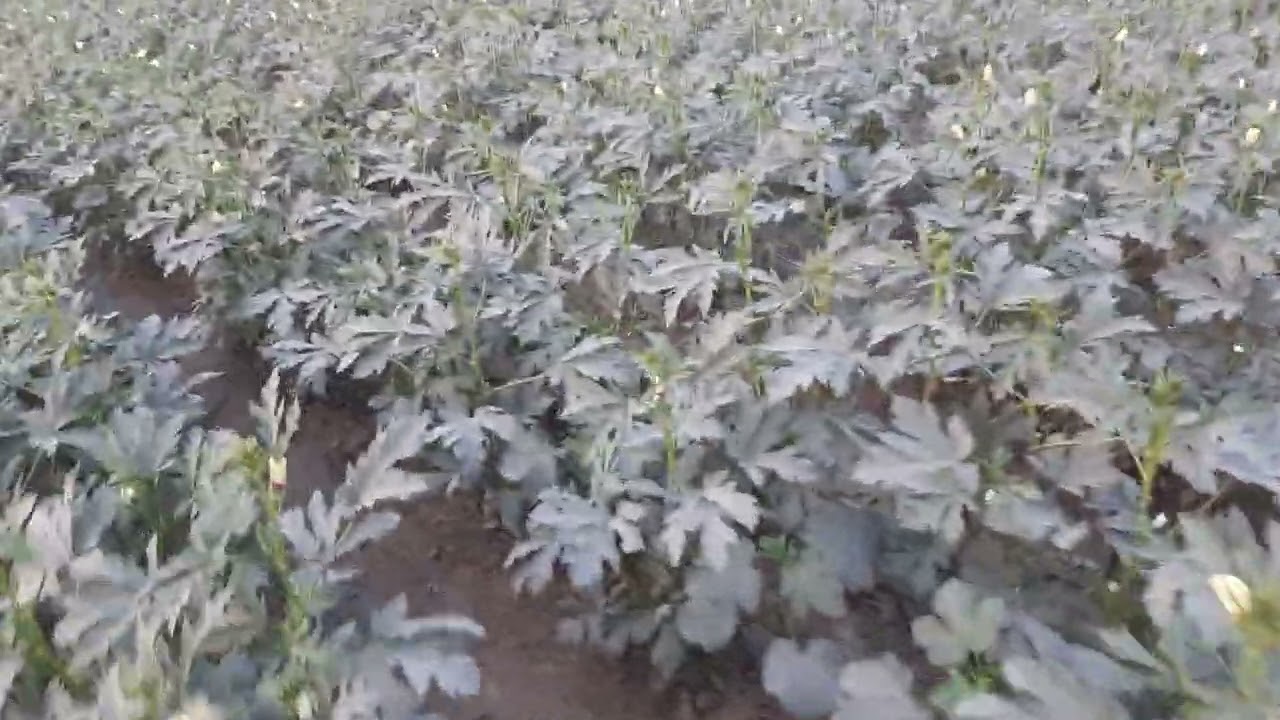 syngenta 2324 okra الحمدللہ