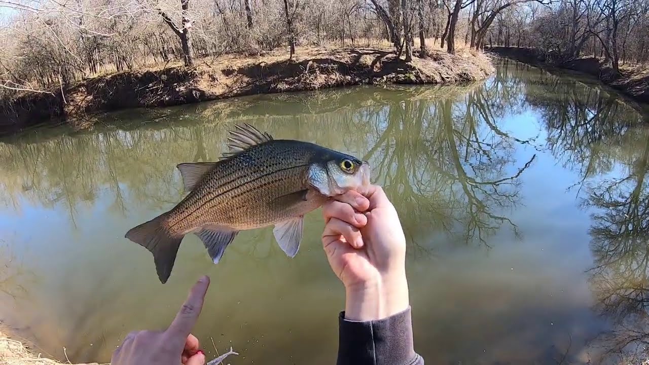 Tips for finding early pre spawn white bass in the creeks! Super